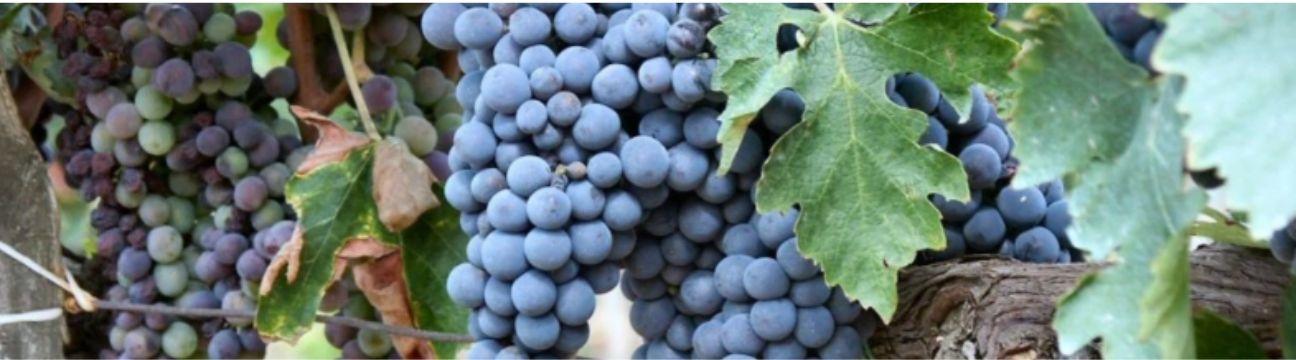 Red Dot Wine