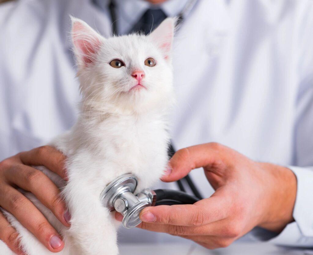 new kitten vet visit