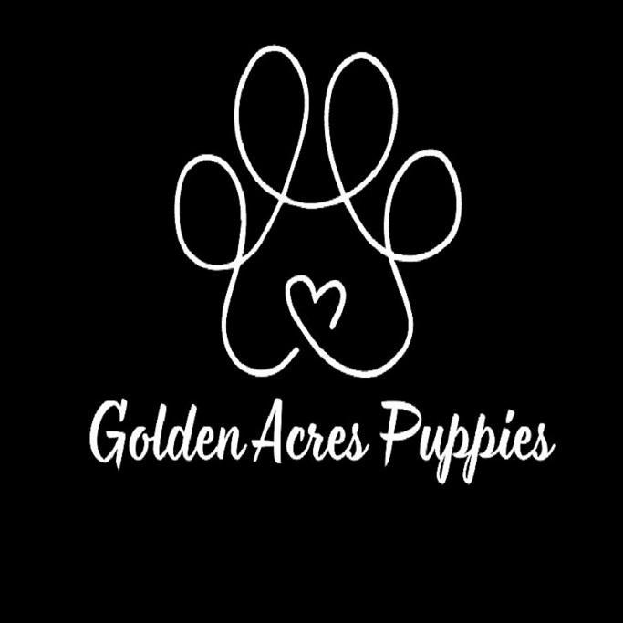 Golden Puppies
