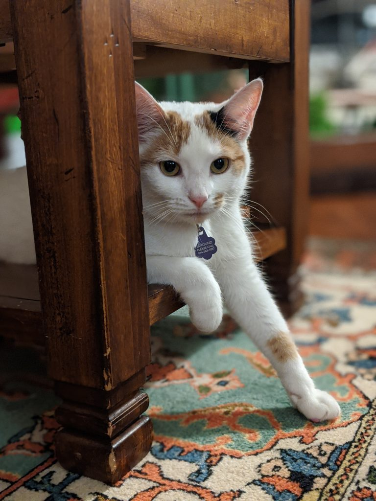 pikumil_a3468414a7937398f1365d82b129cf24.png
