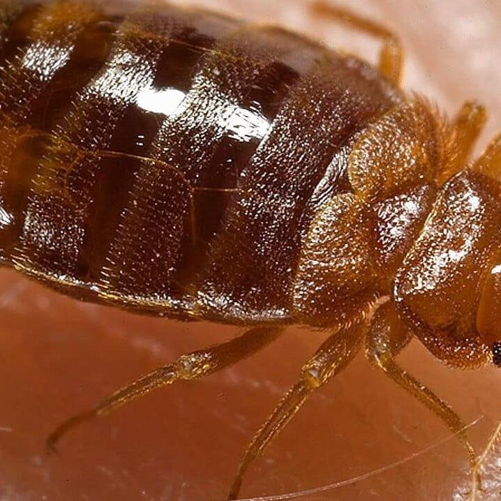 Bed Bug