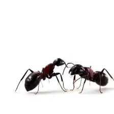 dominator Pest
