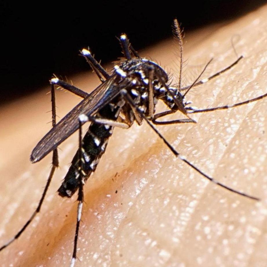Mosquitos +18337200212